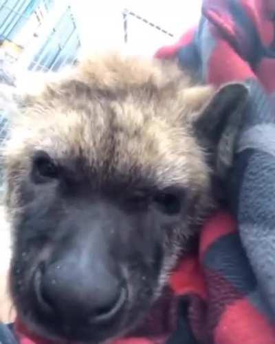 Posting yeens until I get to pet one day 1027 Make noises, enjoy being pet and nibble on the humans clothing