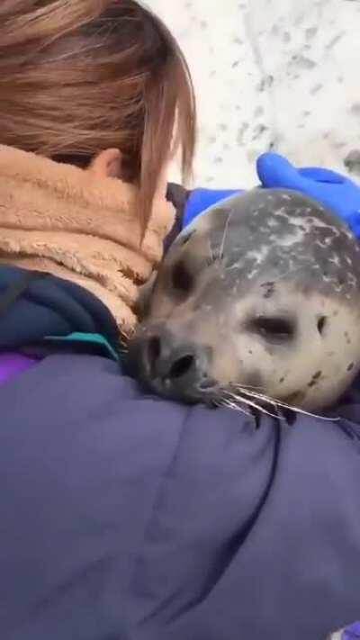 Seal Hug