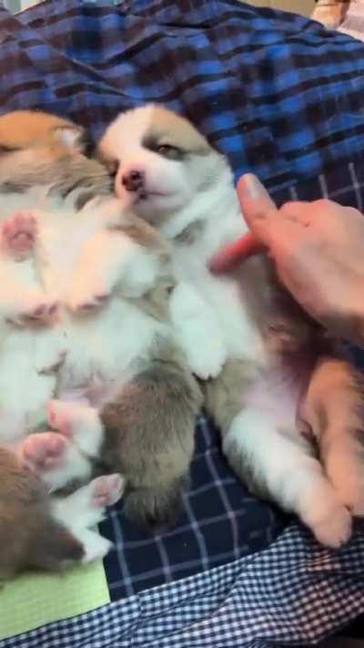 Corgi bellies for days