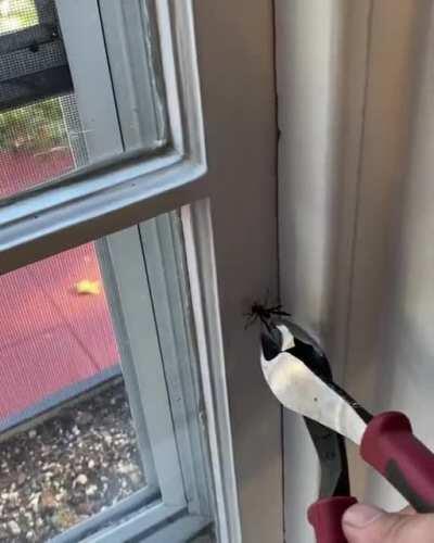 Trying out my new pliers