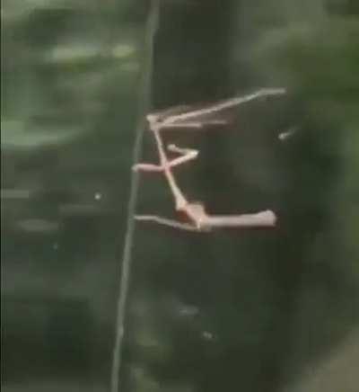 Stick Insect refuses to GIVE UP