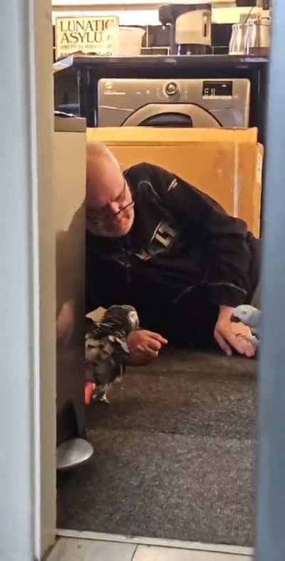 Caught the parrot king attempting to bond with the greys. - Angel's flock