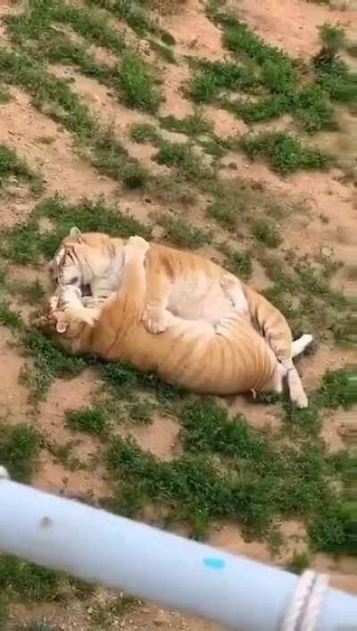 This could be us but you be lion