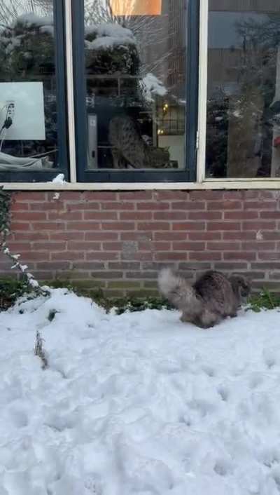 Our cat Mirin loves catching snowballs