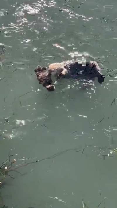 How wonderful it is for this little one, sleeping peacefully on his mother while she floats on the water.