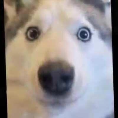 Ok but does anyone know this song