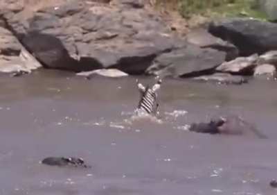 Зебра кусает крокодила