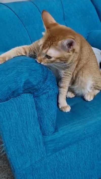 It's been a while since Maple has had his turn with the brain cell.