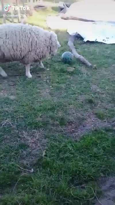 Oscar ahora es futbolista 🐑😎