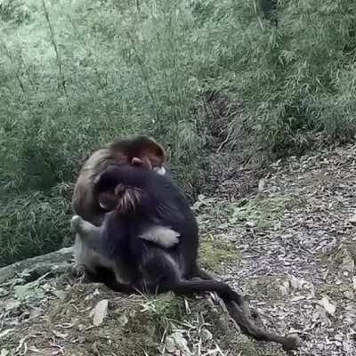 monke hug