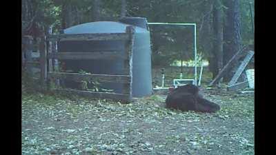 Bear gets hit in the nuts for messing with water tank