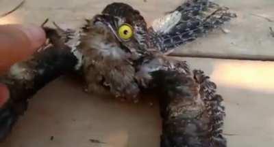 alimentando um filhote de diabo