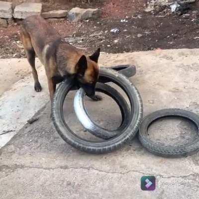 Впечатляющая смекалка собаки