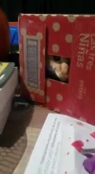 I didn't even had to cut the video, this is a naturaly generated perfectly cut scream