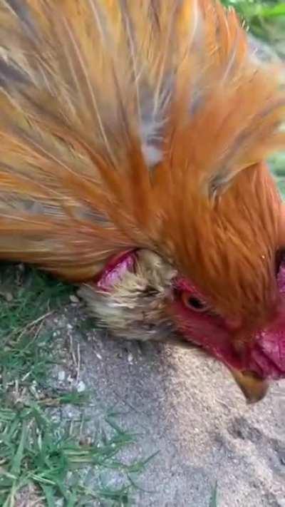 Как загипнотизировать петуха?