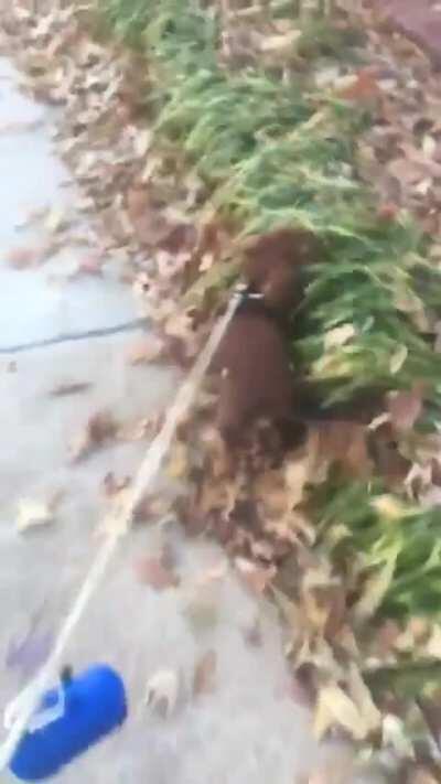 WiLd BeAsT iN tHe GrAsS