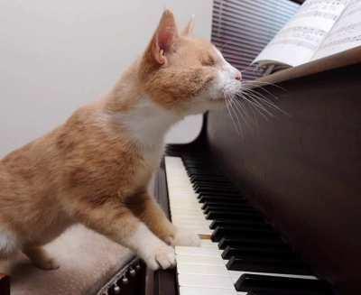 touch by daft punk but it's cute cats