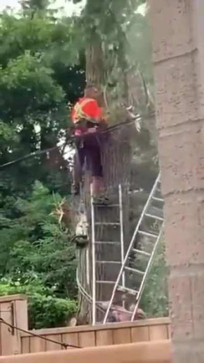 Trying to cut multiple trees at once ends up almost dying by falling branches