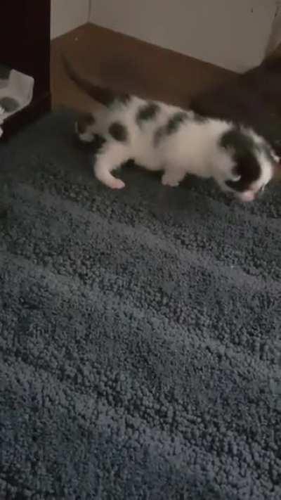 Taking his first steps into pointy-tailed freedom!