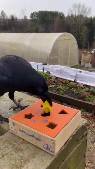 The bird gets mad cause it could solve the puzzle