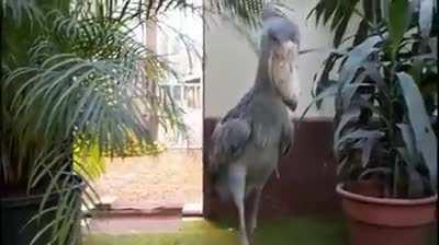 A shoebill visiting you literally sounds like a shootout at the arcades.