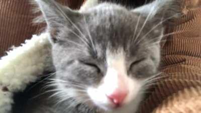 Is the constant purring normal? Just by touching her the slightest bit, she’ll purr. I got this little one today. First time cat owner here, so still learning a lot about their behaviours. Unrelated tips or advice are also welcomed in the comments! (: