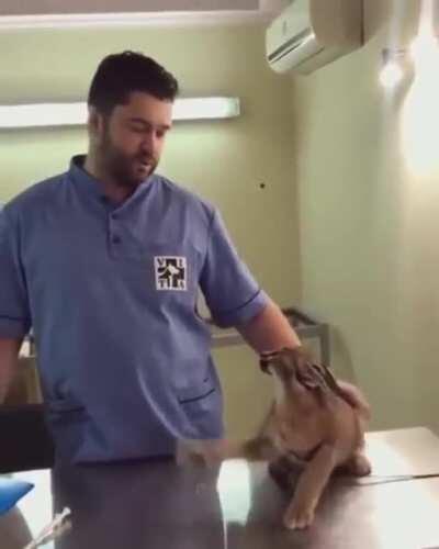 Little floppa getting vaccinations (also Rule)