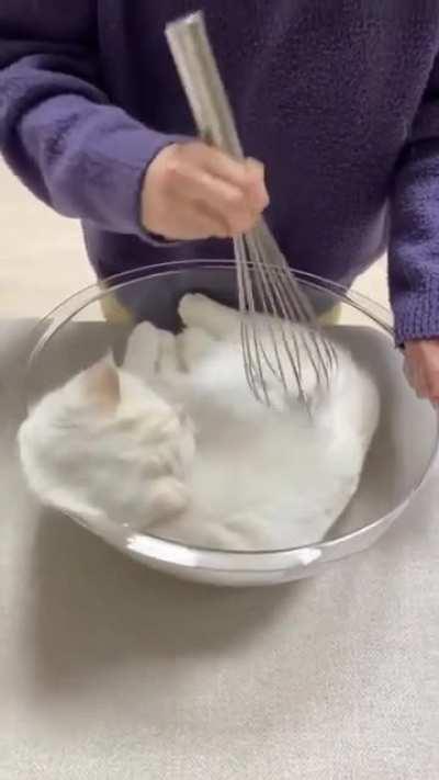 Lovely cats get Relax 😘