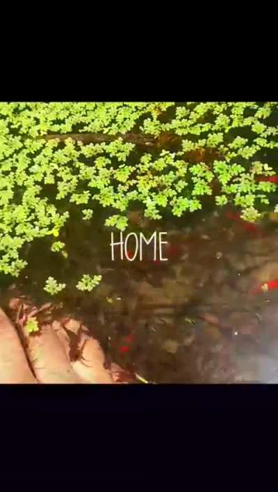 My pond