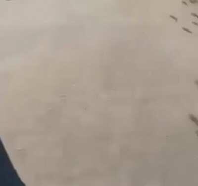 HMC fr&auml;ulein, shake dat azz for me.