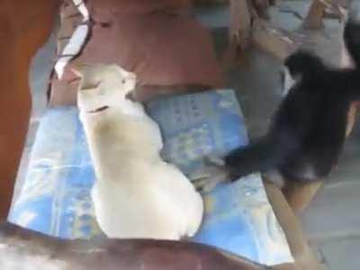 🐒 This cute gibbon teasing a cat 🐱
