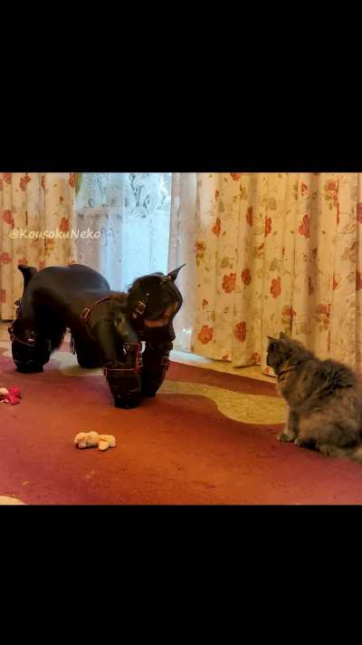 Claw sharpening with the homie 😼💅 scratch scratch