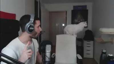 Cat learns about gravity