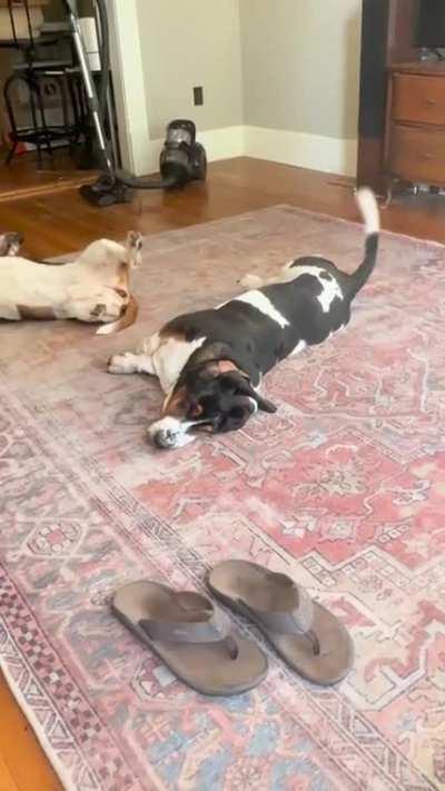 Basset rhythm section