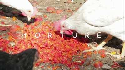 Taek yhis Tomatoe Town massacer denyers 🤢🤢🤮🤮🤮😡😡😡 😡 (real unedit footag e) (epic) (very sadde) (480p HD hihgh definitin)