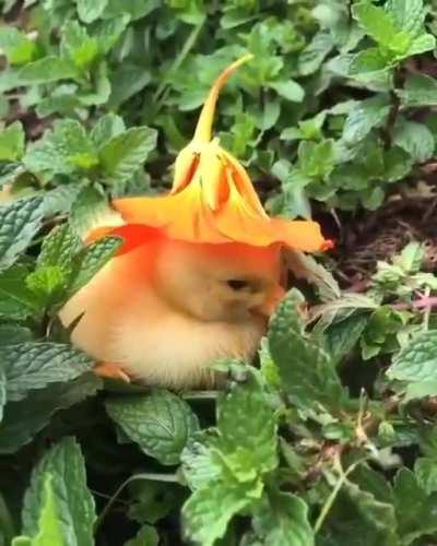 Duck wizard +10 in magic +100 in cuteness