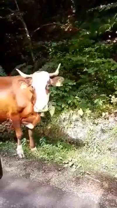 Helpful Local tourist guide. Driver ask where is the direction to Cluj