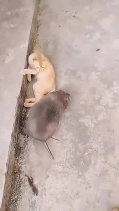 Terkejut oyen sampai terlupa cara mengeow.