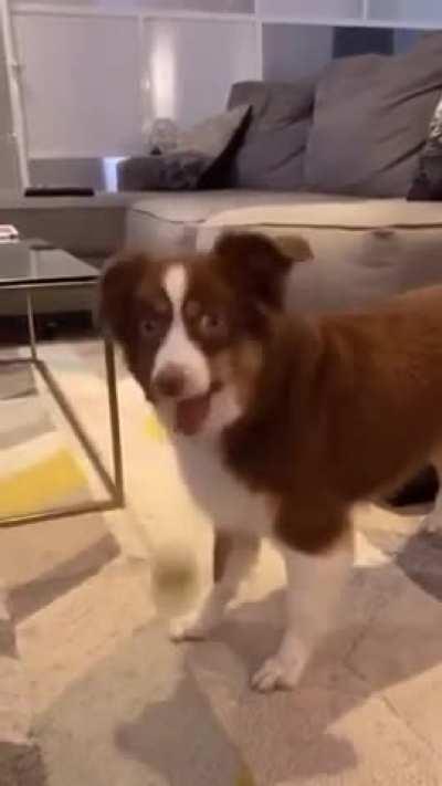 Tell your dog a story using only their favorite words