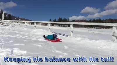 Super Cat Sledding 2015. Meow!