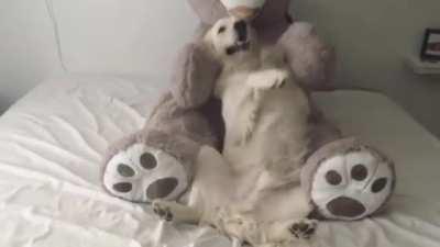 Fell into the bear's arms