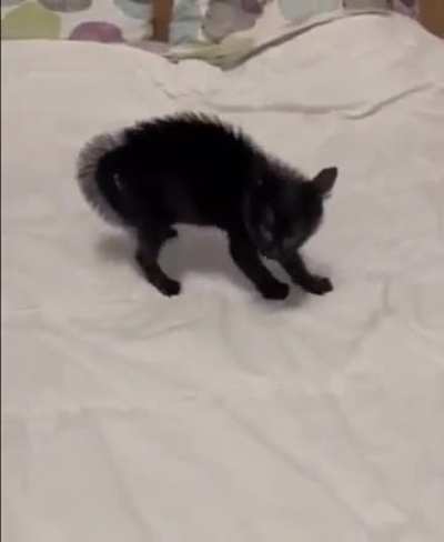 Cat doing its best to protect the bed