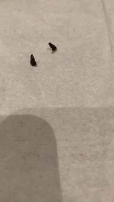 Anyone know what these guys are? Found them on my tree.