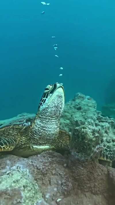 When a Sea Turtle sleeps