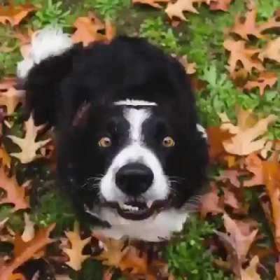 A year in the life of Momo's snoot