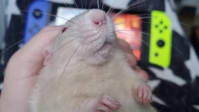 A boy and his whiskers. (Balder is a little confused but it's nice to be cuddled)