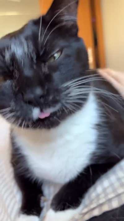 Exibindo meu gato quebrado ao acariciar o “ponto G” dele