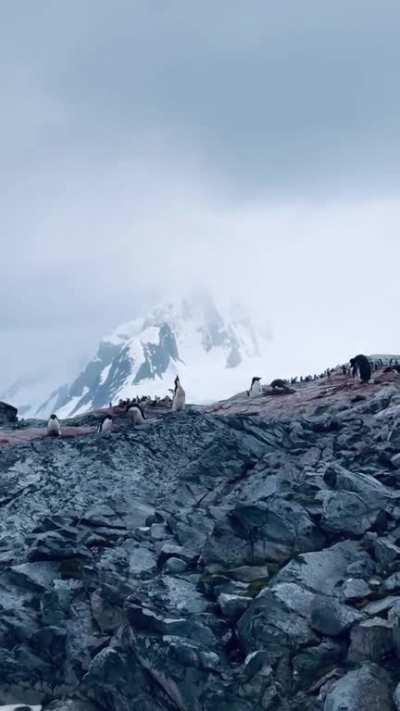 🔥 My time in Antarctica, wrapped up in 45 seconds. The most incredible landscapes and wildlife.