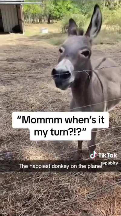 I’ve never seen a happier donkey and I think I needed to