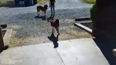 Baby miniature horse